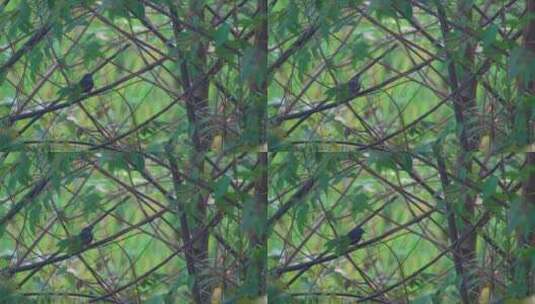 南方乡村树丛里栖息的鹊鸲高清在线视频素材下载