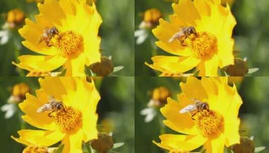 蜜蜂采蜜特写实拍高清在线视频素材下载