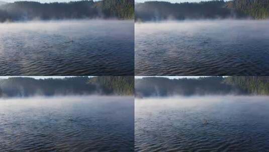 清晨湖中的鸟高清在线视频素材下载