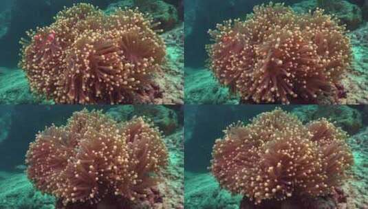 海底的珊瑚和游鱼高清在线视频素材下载