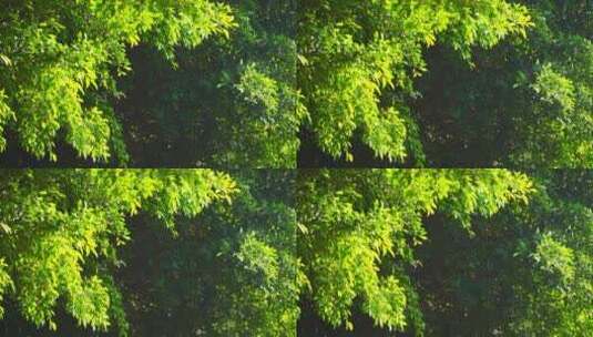 阳光照耀树木绿叶高清在线视频素材下载