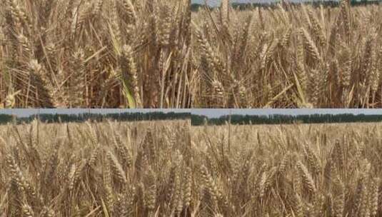 丰收 小麦丰收 机械收割高清在线视频素材下载