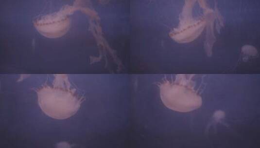 水中浮游生物水母高清在线视频素材下载