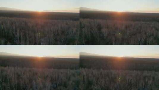 日出中的白桦林高清在线视频素材下载