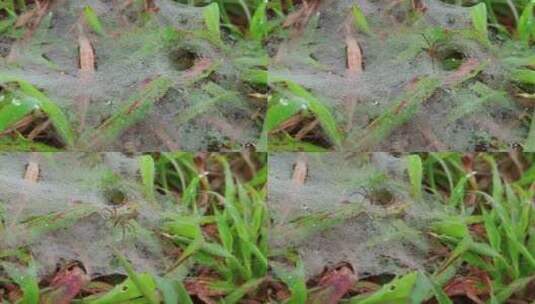 草地上的小蜘蛛高清在线视频素材下载