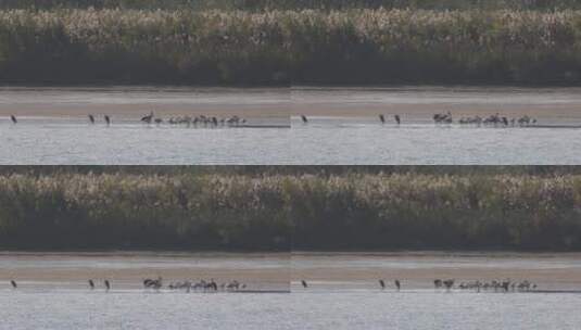 浙江杭州富春江钱塘江江边滩涂候鸟水鸟空镜高清在线视频素材下载