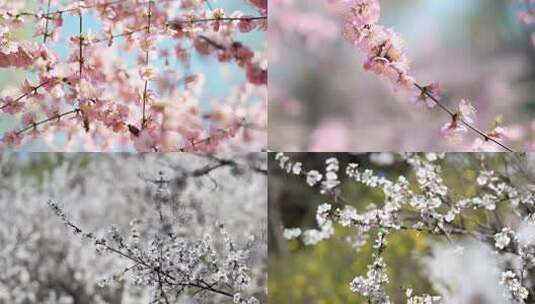 4K升格实拍春天盛开的粉色白色山桃花高清在线视频素材下载