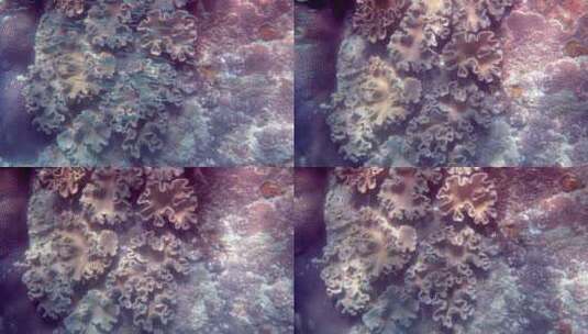 深海在珊瑚礁中游动的鱼群高清在线视频素材下载