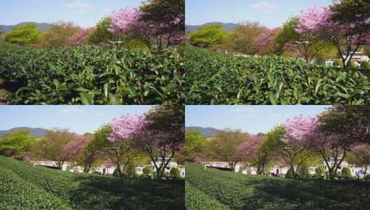 茶园樱花树 樱花美景 唯美樱花茶园高清在线视频素材下载