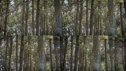 4K森林树林丛林树木杉木高清在线视频素材下载