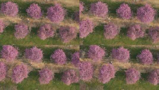 上海辰山植物园赏樱季樱花盛开高清在线视频素材下载