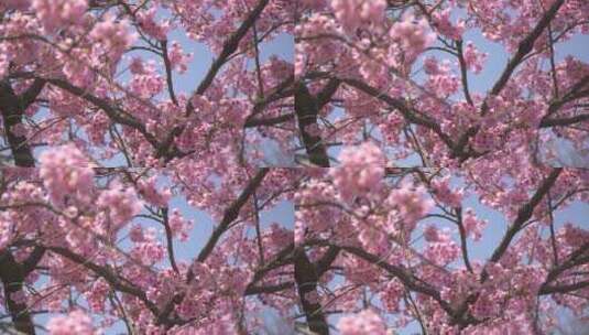 春天的粉红樱花树在风中摇曳高清在线视频素材下载