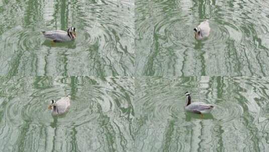 鸭子在水面漂浮斑头雁高清在线视频素材下载