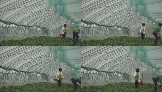 有机农业温室大棚里采摘草莓的人高清在线视频素材下载