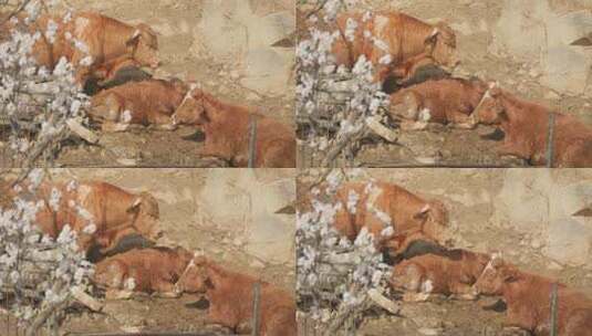 樱花下的黄牛高清在线视频素材下载