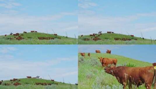4k牧场草原奶牛高清在线视频素材下载