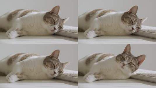 白色条纹短毛猫睡在键盘上高清在线视频素材下载