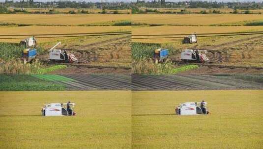 乡村农民丰收割机械水稻粮食庄稼高清在线视频素材下载