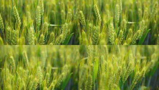 小麦麦穗 青麦穗 夏至高清在线视频素材下载