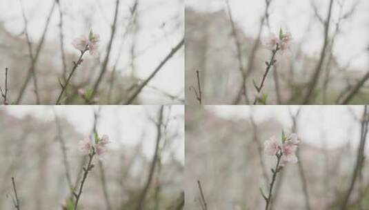 梨花 桃花花草特写高清在线视频素材下载