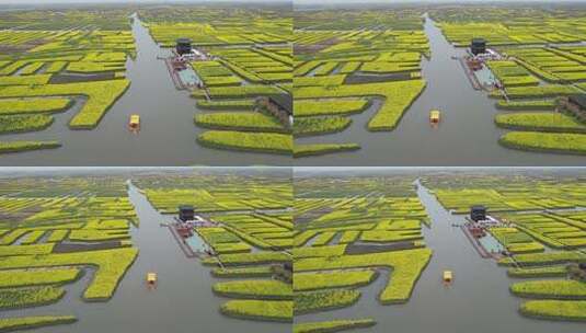 原创江苏泰州兴化千垛景区水上油菜花风光高清在线视频素材下载