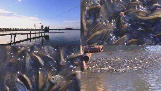 鱼塘养殖高清在线视频素材下载