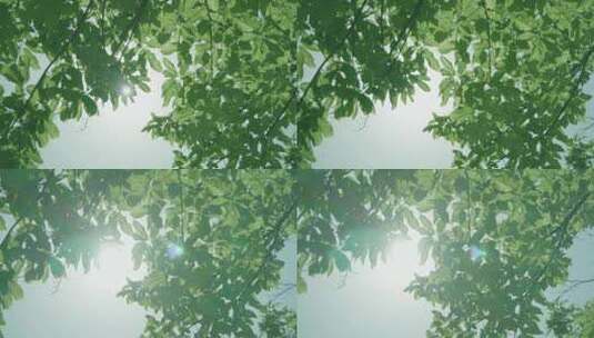 阳光透过树叶枫叶清新阳光夏日高清在线视频素材下载