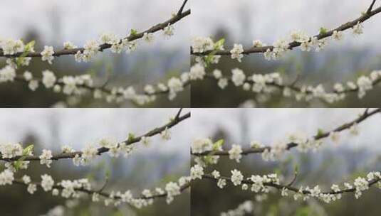 李花 花朵 唯美 高清视频 实拍素材 李子花高清在线视频素材下载