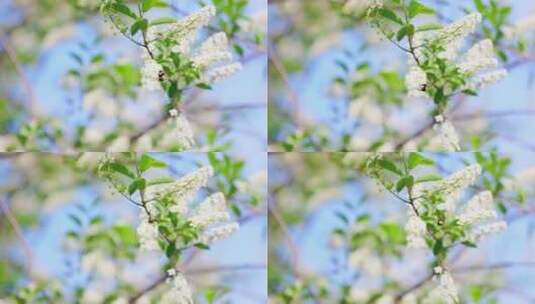 蜜蜂飞舞在花丛特写镜头稠李植物高清在线视频素材下载