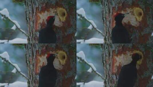 一只黑啄木鸟正在检查雪树上的一个洞高清在线视频素材下载