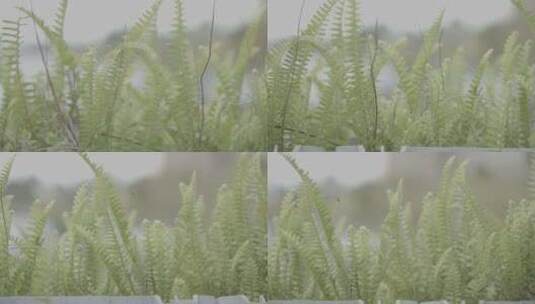 断肠草蕨类植物高清在线视频素材下载
