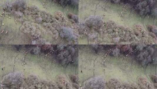 新疆伊犁库尔德宁牛羊奔跑草原自然景色高清在线视频素材下载