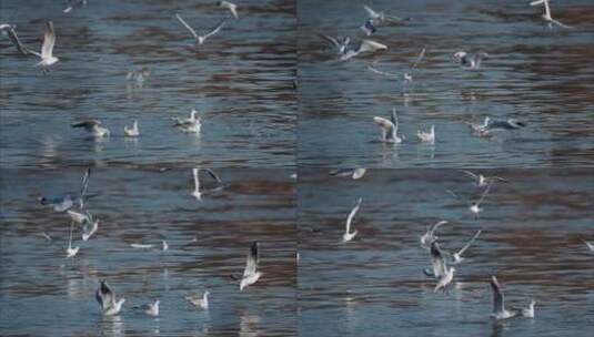 一群海鸥红嘴鸥飞翔超慢动作慢镜头高清在线视频素材下载