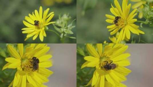 在花朵上采蜜的蜜蜂高清在线视频素材下载
