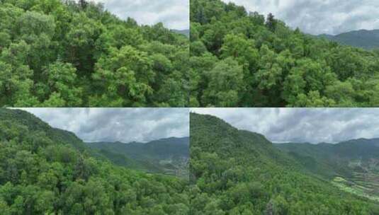 高原绿色环保森林树林大自然航拍高清在线视频素材下载