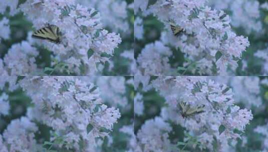 花朵上的小蝴蝶高清在线视频素材下载