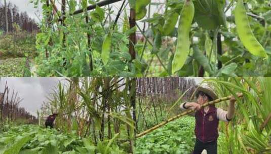 农民摘豌豆高清在线视频素材下载