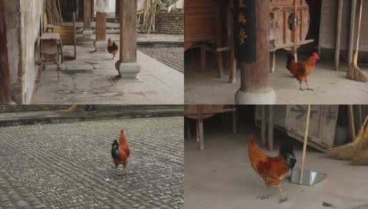浙江杭州龙门古镇寺庙的公鸡4K实拍视频高清在线视频素材下载
