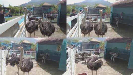 郴州东湖动物园美丽可爱的鸵鸟高清在线视频素材下载