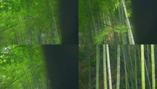 大自然  春天  夏天  竹林高清在线视频素材下载
