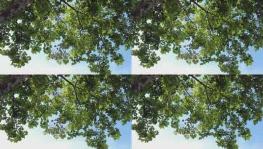 绿色植物树枝树叶蓝天阳光实拍高清在线视频素材下载