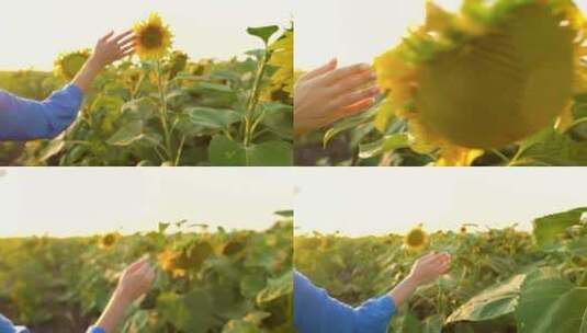 阳光和向日葵用手抚摸高清在线视频素材下载