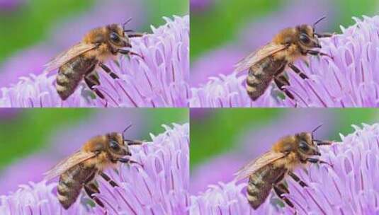 4K微距蜜蜂采蜜高清在线视频素材下载
