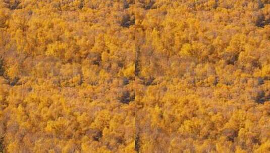 乌兰布统景区秋季的白桦林高清在线视频素材下载