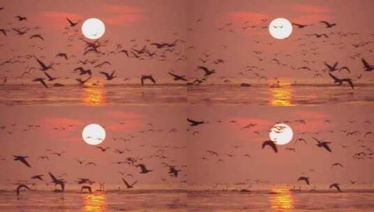 日落时水面上的海鸥高清在线视频素材下载