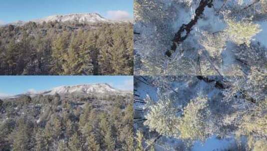 航拍森林雪景树林雪松冰雪融化河流雪后森林高清在线视频素材下载