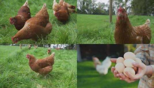 4K土鸡散养鸡走地鸡溜达鸡鸡蛋高清在线视频素材下载