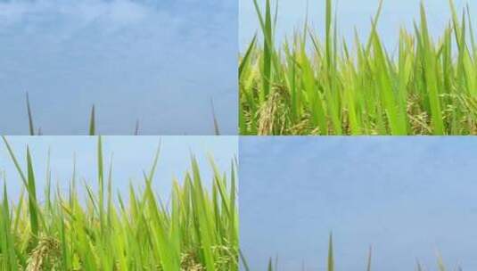 稻田稻米上摇天空高清在线视频素材下载