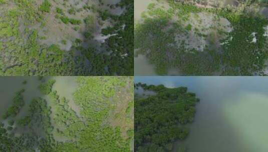 红树林国家湿地公园红树林白鹭飞翔高清在线视频素材下载
