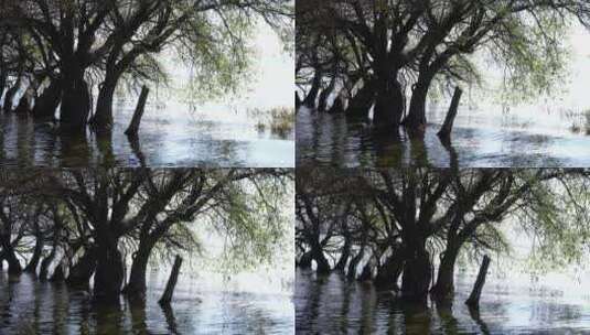 水上树林森林湖水湿地公园高清在线视频素材下载